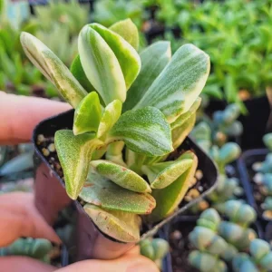 Jade Plant Live Succulent - Crassula Ovata Houseplant, 2 inch Potted Starter - Image 6