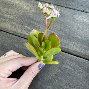 Jade Plant Live Succulent - Crassula Ovata Houseplant, 2 inch Potted Starter - Image 7