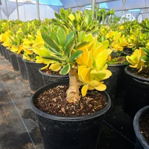 Jade Plant Live Succulent - Crassula Ovata Houseplant, 2 inch Potted Starter - Image 8