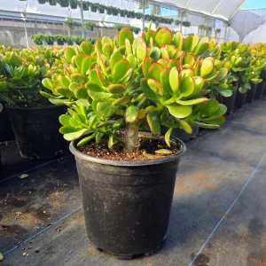Jade Plant Live Succulent - Crassula Ovata Houseplant, 2 inch Potted Starter - Image 9