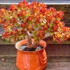 Jade Plant Live Succulent - Crassula Ovata Houseplant, 2 inch Potted Starter - Image 1