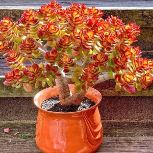 Jade Plant Live Succulent - Crassula Ovata Houseplant, 2 inch Potted Starter - Image 1