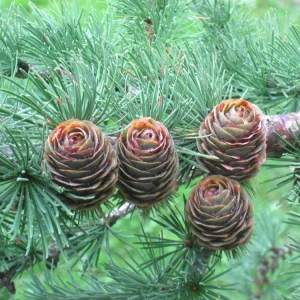 Japanese Larch Pre-Bonsai Live Plant - 12-18 inch Starter Sapling - Outdoor Tree - Image 3