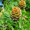 Japanese Larch Pre-Bonsai Live Plant - 12-18 inch Starter Sapling - Outdoor Tree - Image 1