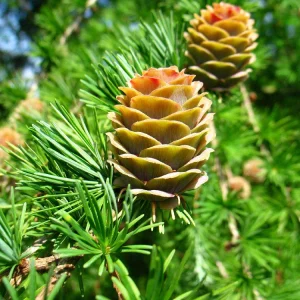 Japanese Larch Pre-Bonsai Live Plant - 12-18 inch Starter Sapling - Outdoor Tree - Image 1
