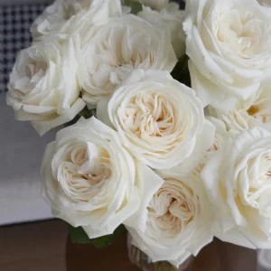 Jeanne Moreau White Rose Live Plant – Very Double, Strong Fragrance - Image 2