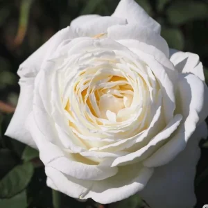 Jeanne Moreau White Rose Live Plant – Very Double, Strong Fragrance - Image 3