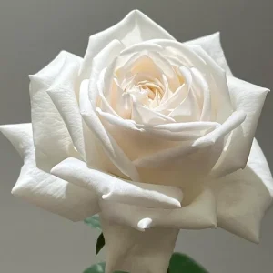 Jeanne Moreau White Rose Live Plant – Very Double, Strong Fragrance - Image 4