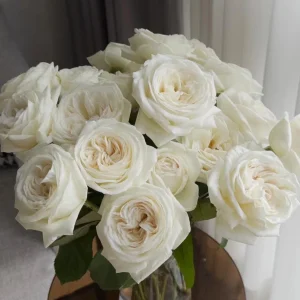 Jeanne Moreau White Rose Live Plant – Very Double, Strong Fragrance - Image 1