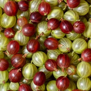 Jeanne Red Gooseberry Bush Live Plant, 6-12" Tall, Edible Fruiting Shrub - Image 2