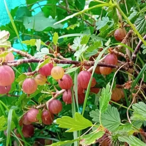 Jeanne Red Gooseberry Bush Live Plant, 6-12