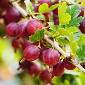 Jeanne Red Gooseberry Bush Live Plant, 6-12