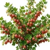 Jeanne Red Gooseberry Bush Live Plant, 6-12" Tall, Edible Fruiting Shrub - Image 1