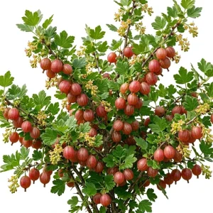 Jeanne Red Gooseberry Bush Live Plant, 6-12" Tall, Edible Fruiting Shrub - Image 1