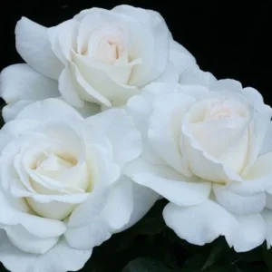JFK White Rose Bush Cuttings - 3 Unrooted Live Flower Plant Cuttings, 6 Inch - Image 4