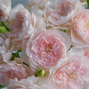 Jia Shu Rose Live Plant – Pink to White Repeat Blooming, 80-120 cm Tall - Image 2