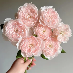 Jia Shu Rose Live Plant – Pink to White Repeat Blooming, 80-120 cm Tall - Image 4