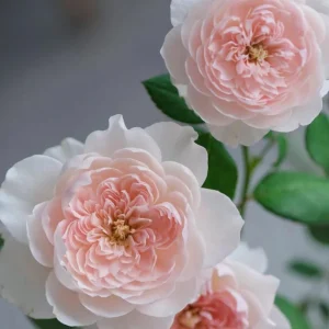 Jia Shu Rose Live Plant – Pink to White Repeat Blooming, 80-120 cm Tall - Image 5