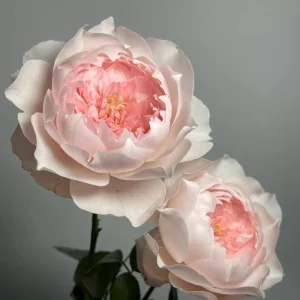 Jia Shu Rose Live Plant – Pink to White Repeat Blooming, 80-120 cm Tall - Image 6