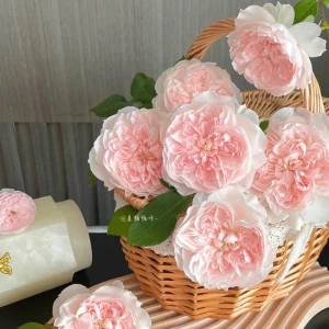 Jia Shu Rose Live Plant – Pink to White Repeat Blooming, 80-120 cm Tall - Image 7