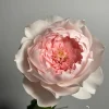 Jia Shu Rose Live Plant – Pink to White Repeat Blooming, 80-120 cm Tall - Image 1