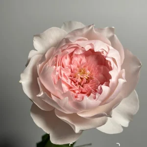 Jia Shu Rose Live Plant – Pink to White Repeat Blooming, 80-120 cm Tall - Image 1