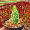 Joseph's Coat Cactus Live Plant – Variegated Opuntia monacantha – 2 inch Pot – Indoor/Outdoor - Image 1