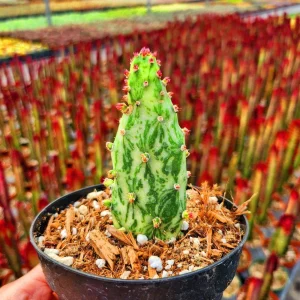 Joseph's Coat Cactus Live Plant – Variegated Opuntia monacantha – 2 inch Pot – Indoor/Outdoor - Image 1