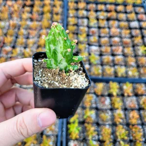 Joseph's Coat Cactus Live Plant – Variegated Opuntia monacantha – 2 inch Pot – Indoor/Outdoor - Image 8