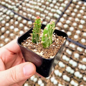 Joseph's Coat Cactus Live Plant – Variegated Opuntia monacantha – 2 inch Pot – Indoor/Outdoor - Image 9
