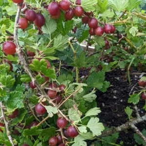 Jostaberry Live Plant, 6-12" Tall, Cold Hardy Fruiting Bush, Zones 3-8 - Image 2