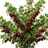 Jostaberry Live Plant, 6-12" Tall, Cold Hardy Fruiting Bush, Zones 3-8 - Image 1