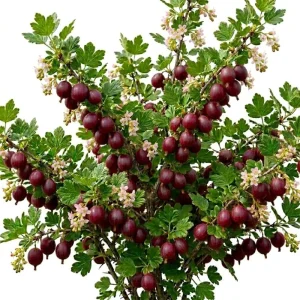 Jostaberry Live Plant, 6-12" Tall, Cold Hardy Fruiting Bush, Zones 3-8 - Image 1