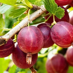 Jostaberry Live Plant - Currant Gooseberry Cross Shrub, 6-12