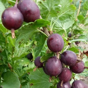 Jostaberry Live Plant - Currant Gooseberry Cross Shrub, 6-12