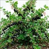 Jostaberry Live Plant - Currant Gooseberry Cross Shrub, 6-12" Tall - Image 1