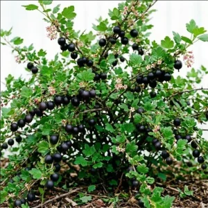 Jostaberry Live Plant - Currant Gooseberry Cross Shrub, 6-12