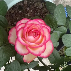 Juedai Shuangjiao Rose Live Plant - Bi-Color Flowers, Repeat Blooming - Image 2