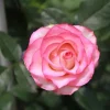 Juedai Shuangjiao Rose Live Plant - Bi-Color Flowers, Repeat Blooming - Image 1