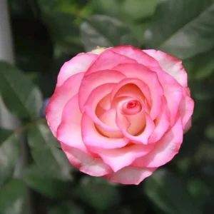Juedai Shuangjiao Rose Live Plant - Bi-Color Flowers, Repeat Blooming - Image 1