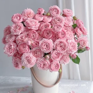 Julieta Rose Live Plant – Pink Double Bloom Repeat Flowering – 8-10 cm - Image 1