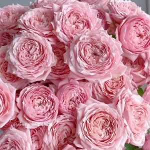 Julieta Rose Live Plant – Pink Double Bloom Repeat Flowering – 8-10 cm - Image 2