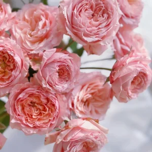 Julieta Rose Live Plant – Pink Double Bloom Repeat Flowering – 8-10 cm - Image 3