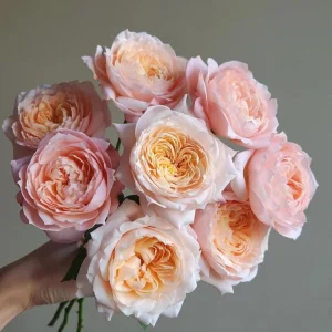 Julieta Rose Live Plant – Pink Double Bloom Repeat Flowering – 8-10 cm - Image 4