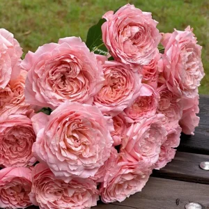 Julieta Rose Live Plant – Pink Double Bloom Repeat Flowering – 8-10 cm - Image 5