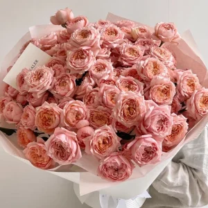 Julieta Rose Live Plant – Pink Double Bloom Repeat Flowering – 8-10 cm - Image 6