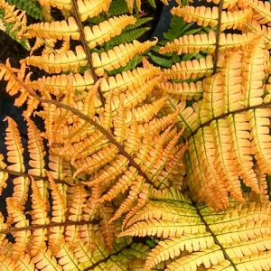 Jurassic Gold Wood Fern Live Plant - Dryopteris wallichiana 'Jurassic Gold' PPAF - 2.5x3.5 inch Pot - Shade Perennial - Image 3