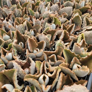 Kalanchoe Beharensis Fang Live Plant - 2 inch Potted Succulent - Image 7