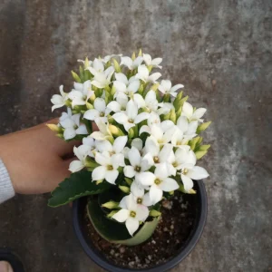 Kalanchoe Blossfeldiana Live Plant - 6 inch Pot, Flaming Katy, Christmas Kalanchoe - Image 2