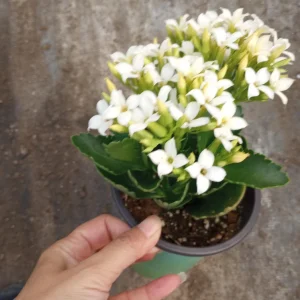 Kalanchoe Blossfeldiana Live Plant - 6 inch Pot, Flaming Katy, Christmas Kalanchoe - Image 3